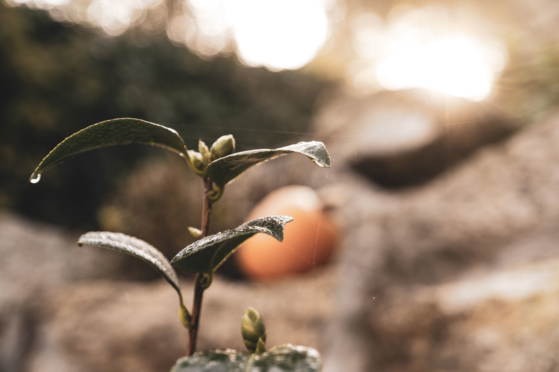 Foto Vera & Fernando - Boda-Quinta da Eira - Imagem 3