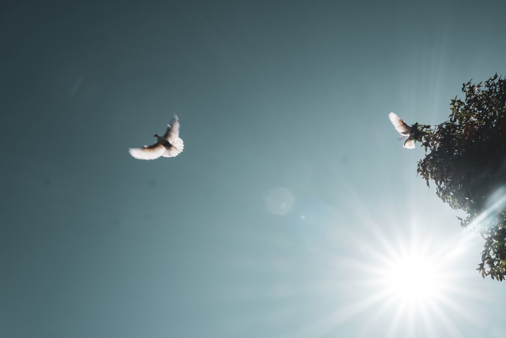 Foto Vera & Fernando - Boda-Quinta da Eira - Imagem 38